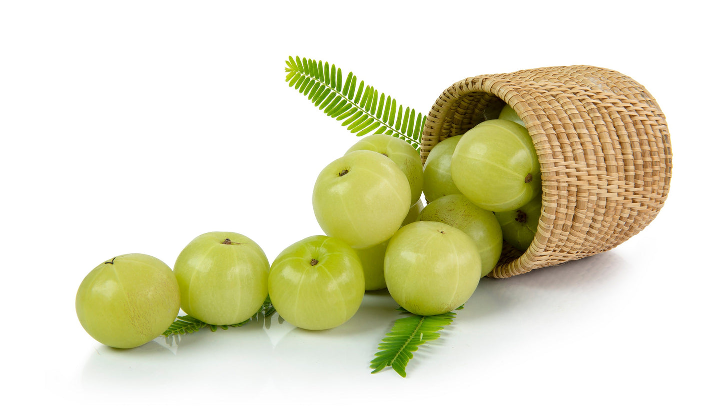10 INDIAN GOOSEBERRY Phyllanthus Emblica Emblic Edible Fruit Tree Seeds