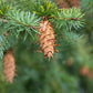 20 DOUGLAS FIR Tree Abies Pseudotsuga Menziesii Christmas Tree Blue Douglas Pine Spruce Native Evergreen Seeds