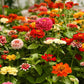 250 Mixed Colors Common GARDEN ZINNIA Elegans Flower Seeds