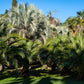 10 COCO PALM Jelly Palm Pindo Butia Capitata Edible Fruit Tree Houseplant Seeds