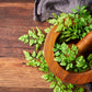 150 GARDEN CHERVIL (Gourmet Parsley) Anthriscus Cerefolium Herb Flower Seeds