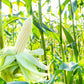 100 Country GENTLEMAN WHITE CORN Sweet Heirloom Zea Mays Vegetable Seeds