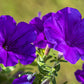 100 DWARF Alderman BLUE PETUNIA Nana Compacta Purple Flower Seeds