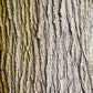25 White AMERICAN ELM tree Ulmus Americana RED Flower Seeds