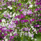 100 Mixed Colors FAIRY PRIMROSE Primula Malacoides Red Pink Purple White Baby Primrose Shade Houseplant Flower Seeds