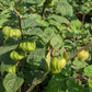 50 PERUVIAN GROUND CHERRY Physalis Peruviana Cape Gooseberry Fruit Veggie Seeds
