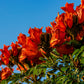 15 Red AFRICAN TULIP TREE (Fire Tree / Flame of the Forest / Fountain Tree) Spathodea Campanulata Seeds