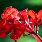 5 RED CANNA LILY Indian Shot Canna Indica Flower Seeds