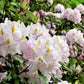 50 MIXED HYBRIDS RHODODENDRON spp. Mixed Colors - Red, Pink, Purple, White, Yellow, Orange Flower Sun or Shade Bush Shrub Seeds
