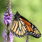 500 Purple HOARY VERVAIN Verbena Stricta Flower Seeds