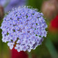 100 Organic BLUE LACE FLOWER aka Didiscus & Island Daisy Trachymene Coerulea Flower Seeds