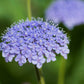 100 Organic BLUE LACE FLOWER aka Didiscus & Island Daisy Trachymene Coerulea Flower Seeds