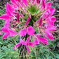 200 CHERRY QUEEN CLEOME Spinosa Hassleriana Carmine Rose Spider Flower Seeds