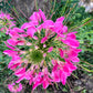 200 MAUVE QUEEN CLEOME Spinosa Hassleriana Purple Pink Spider Flower Seeds