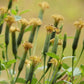 25 PAPALO Yerba Porosa, Summer Cilantro, Bolivian Coriander, Porophyllum Ruderale Culinary Herb Seeds
