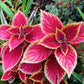 100 Mixed Colors COLEUS RAINBOW MIX Shade Houseplant Solenostemon Flower Seeds