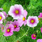 150 DAYDREAM COSMOS Bipinnatus Flower Seeds
