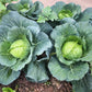 500 COPENHAGEN MARKET Early CABBAGE Heirloom Brassica Oleracea Vegetable Seeds