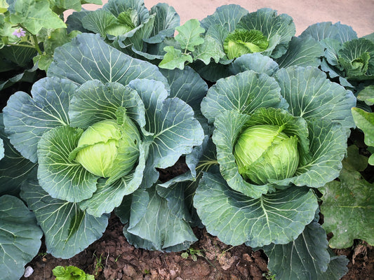 500 COPENHAGEN MARKET Early CABBAGE Heirloom Brassica Oleracea Vegetable Seeds