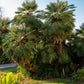 5 MEDITERRANEAN FAN PALM European Dwarf Tree Shrub Chamaerops Humilis Seeds