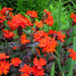 25 VESUVIUS CAMPION Red Orange Lychnis Arkwrightii Catchfly Flower Seeds