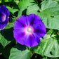 100 PURPLE MORNING GLORY Ipomoea Nil Flower Vine Seeds