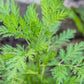 1000 SWEET WORMWOOD Artemisia Annua Sweet Annie Mugwort Sagewort Fragrant Herb Seeds