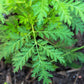 1000 SWEET WORMWOOD Artemisia Annua Sweet Annie Mugwort Sagewort Fragrant Herb Seeds