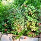 50 Edible Red MOCK STRAWBERRY Potentilla Indica Duchesnea Fruit Berry Seeds