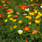 2500 ICELAND POPPY MIX Papaver Nudicaule Mixed Colors Flower Seeds