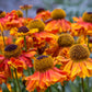 100 HELENIUM ' AUTUMN LEAVES ' Mix Helenium Autumnale Sneezeweed Mixed Colors Flower Seeds