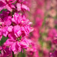 100 SUBLIME PINK LARKSPUR Consolida Ambigua Ajacis Delphinium Bright Pink Flower Seeds