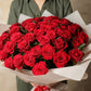 5 RED ROSE Rosa Bush Shrub Perennial Flower Seeds