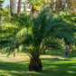 10 CANARY ISLAND Date PALM Phoenix Canariensis Tree Seeds