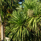 50 CABBAGE PALM / GIANT DRACAENA Australis Cordyline Tree Houseplant Seeds