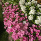 200 ROSE MALLOW MIX (Bush Mallow) Hibiscus Lavatera Trimestris Flower Seeds