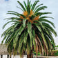 10 CANARY ISLAND Date PALM Phoenix Canariensis Tree Seeds