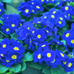50 MIXED ENGLISH PRIMROSE Primula Vulgaris Acaulis Shade Houseplant Flower Seeds
