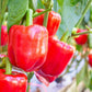 150 BIG RED Bell PEPPER Sweet Capsicum Annuum Vegetable Seeds
