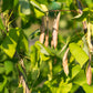 30 Red KIDNEY BEAN Phaseolus Vulgaris Vegetable Seeds