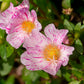 40 Sundial PEPPERMINT PORTULACA Grandiflora Moss Rose Pink Streaked Succulent Flower Seeds