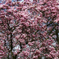 5 SAUCER MAGNOLIA x Soulangeana Denudata & Liliiflora 5 - 10" Pink & White Flower Tulip Tree Seeds