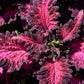 20 BLACK DRAGON COLEUS Solenostemon Scutellarioides Painted Nettle Maroon & Black Shade Flower Seeds