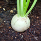 500 Hailstone WHITE GLOBE RADISH Raphanus Sativus Vegetable Seeds