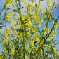3000 YELLOW SWEET CLOVER Melilotus Officinalis Flower Seeds