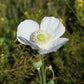 250 PERSIAN WHITE POPPY Papaver Somniferum Flower Seeds