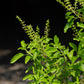 250 Green Tulsi HOLY BASIL Ocimum Sanctum Tenuiflorum Herb Flower Seeds