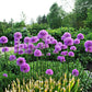 25 GIANT ALLIUM Allium Giganteum Purple Globe Flower Seeds