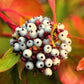 25 FIRE and ICE DOGWOOD Cornus Alba Shrub Tree Variegated Red Bark White Berry & Flower Seeds