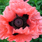 100 Princess Victoria Louise ORIENTAL POPPY Papaver Orientale Flower Seeds